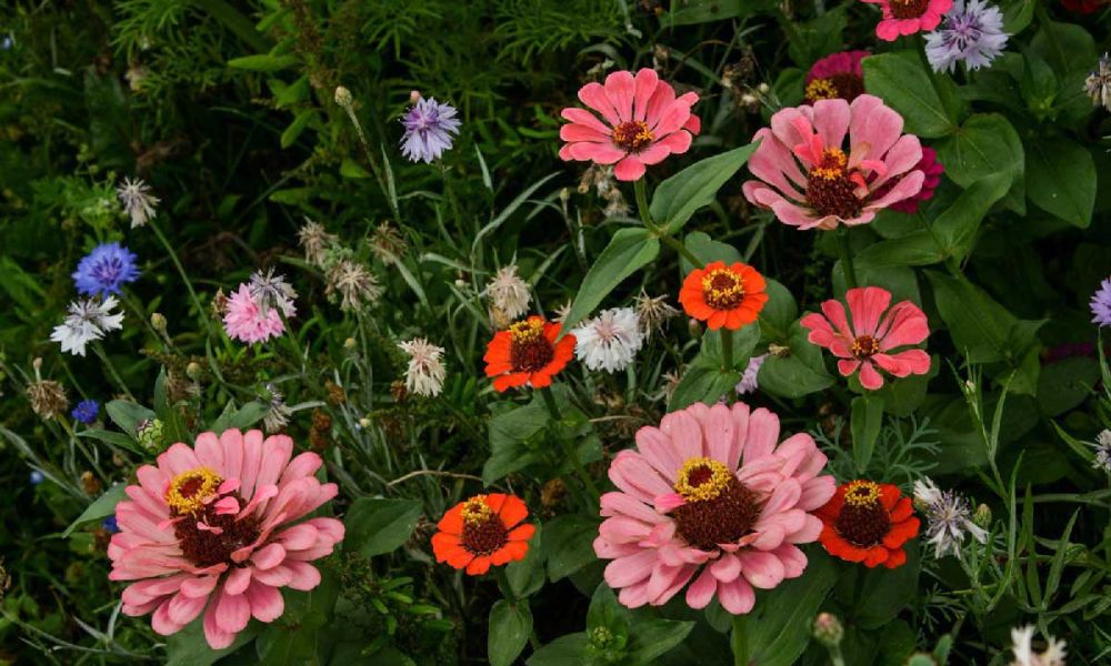 La grange des deux clefs, Moernach, Sundgau Sud Alsace, terrasse d'&eacute;t&eacute;, carte brasserie, traiteur et privatisation