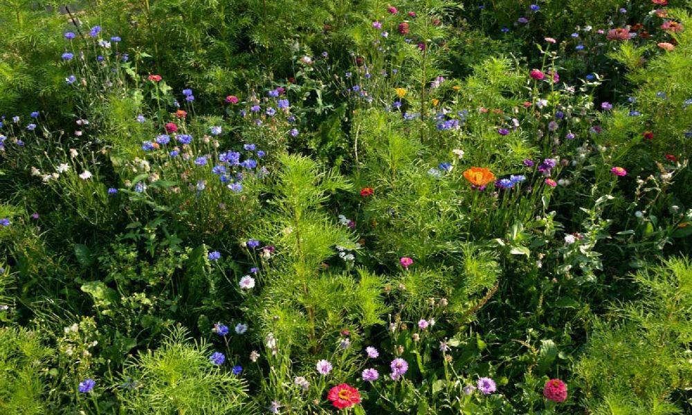 La grange des deux clefs, Moernach, Sundgau Sud Alsace, terrasse d'&eacute;t&eacute;, carte brasserie, traiteur et privatisation